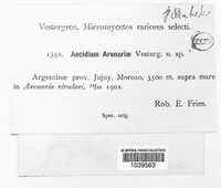 Image of Aecidium arenariae